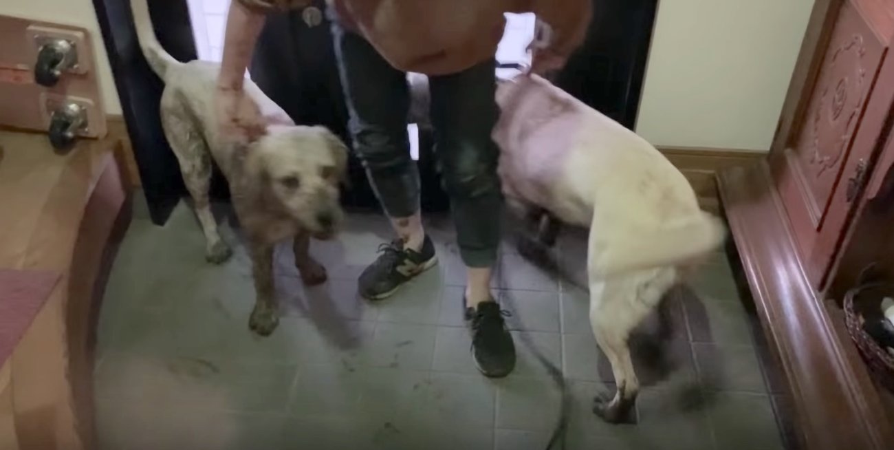 ラブラドールレトリーバー,動画