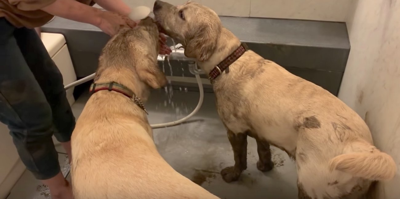 ラブラドールレトリーバー,動画