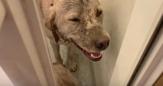 ラブラドールレトリーバー,動画