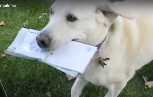 ラブラドールレトリーバー,動画