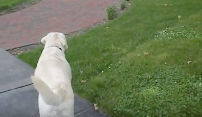 ラブラドールレトリーバー,動画