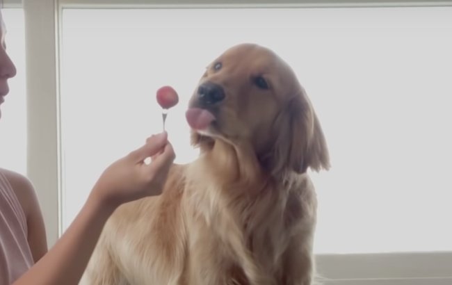 ゴールデンレトリーバー,動画