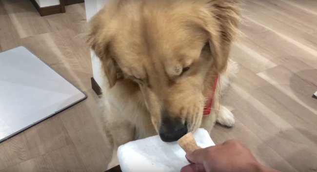 ゴールデンレトリーバー,動画