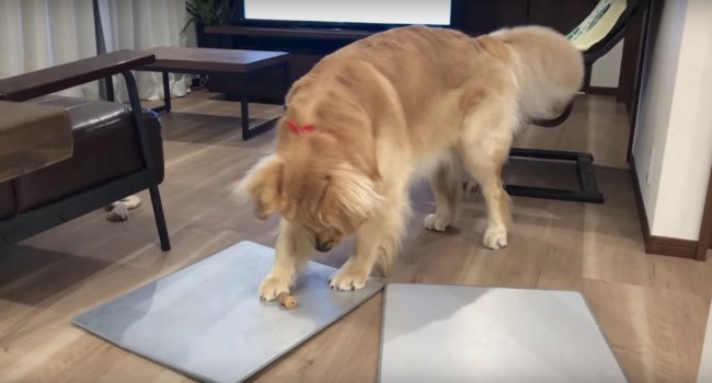 ゴールデンレトリーバー,動画