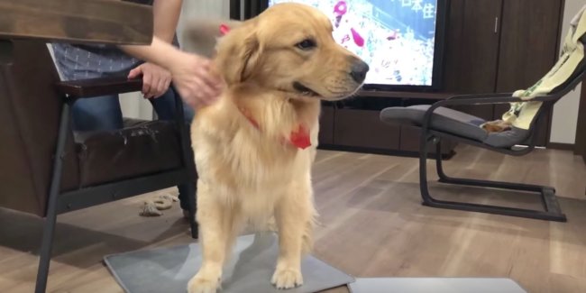 ゴールデンレトリーバー,動画