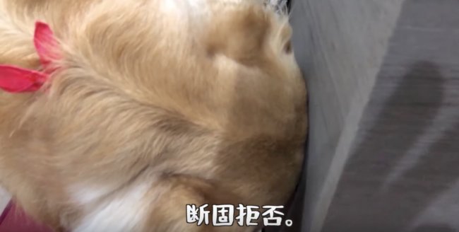 ゴールデンレトリーバー,動画