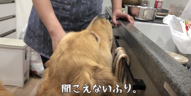 ゴールデンレトリーバー,動画