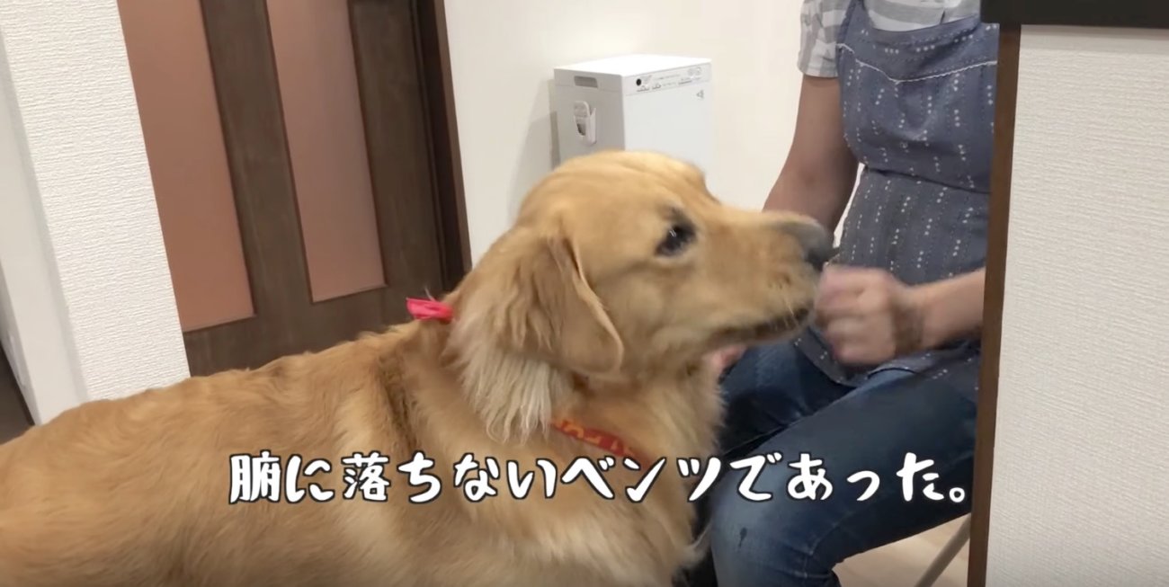 ゴールデンレトリーバー,動画