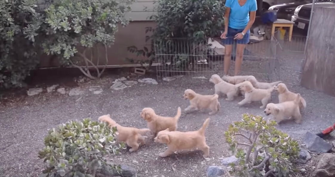 ゴールデンレトリーバー,動画