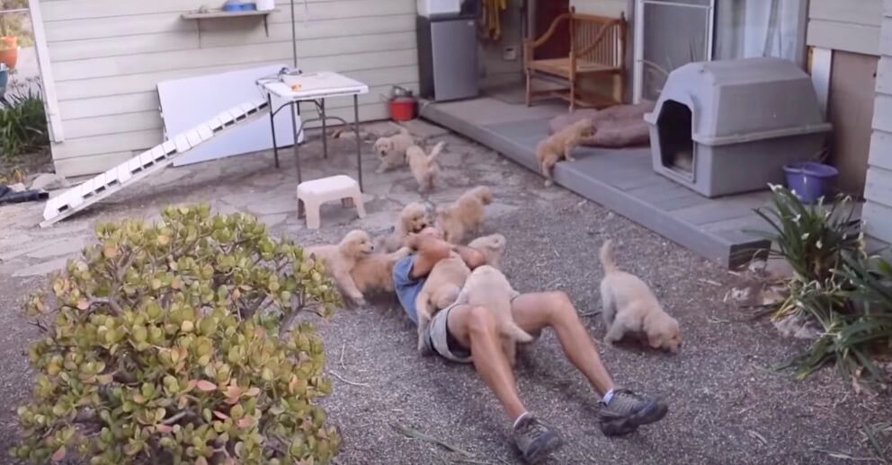 ゴールデンレトリーバー,動画