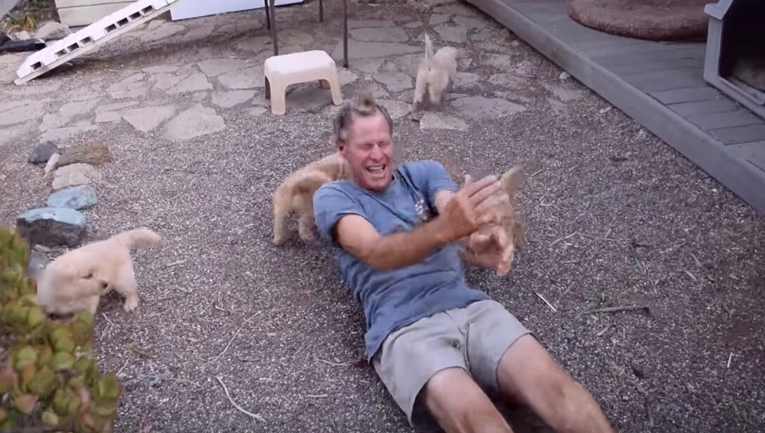 ゴールデンレトリーバー,動画