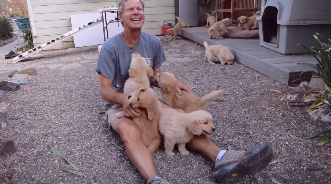 ゴールデンレトリーバー,動画