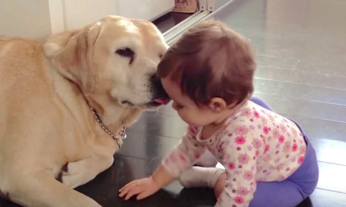 ラブラドールレトリーバー,動画