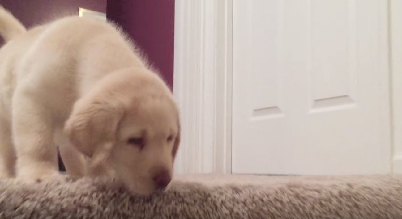 ゴールデンレトリーバー,動画