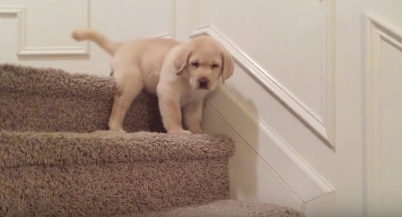 ゴールデンレトリーバー,動画