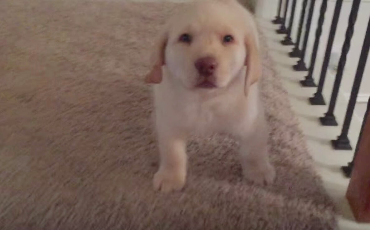 ゴールデンレトリーバー,動画