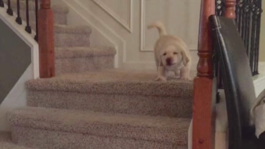 ゴールデンレトリーバー,動画