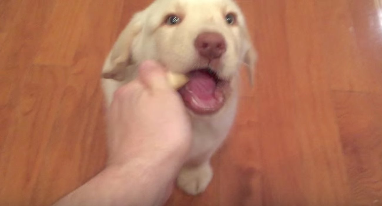 ゴールデンレトリーバー,動画