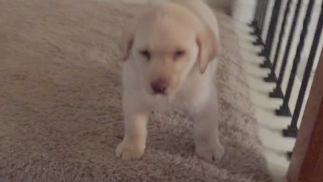 ゴールデンレトリーバー,動画