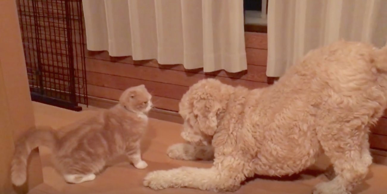 ゴールデンドゥードル,動画