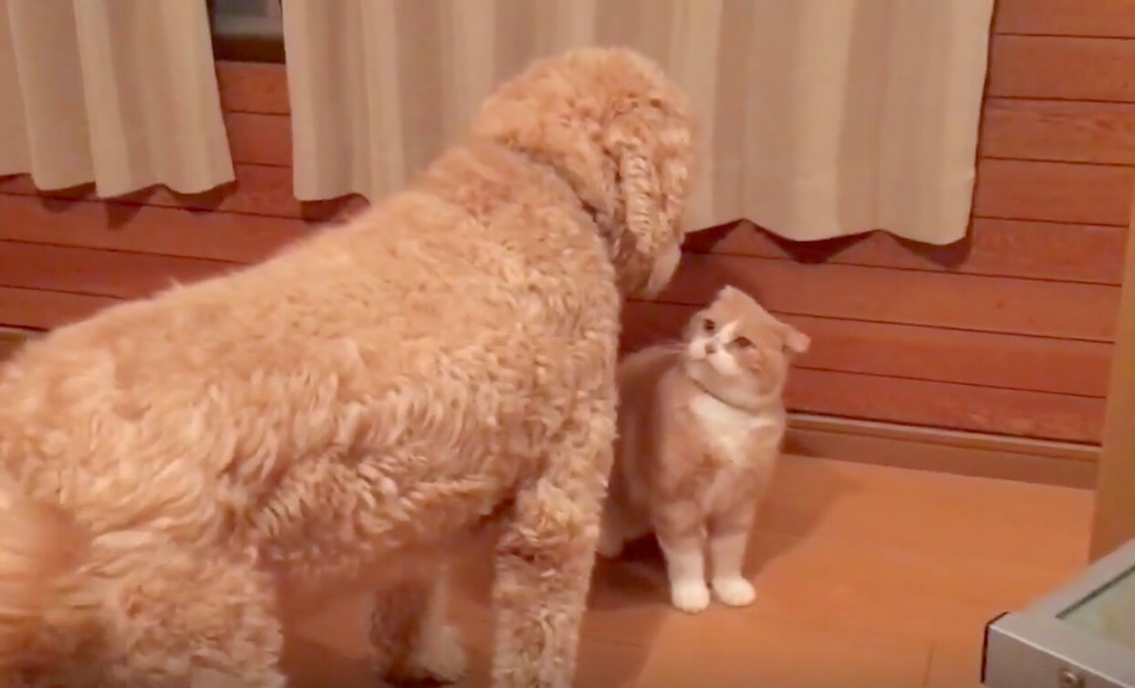 ゴールデンドゥードル,動画