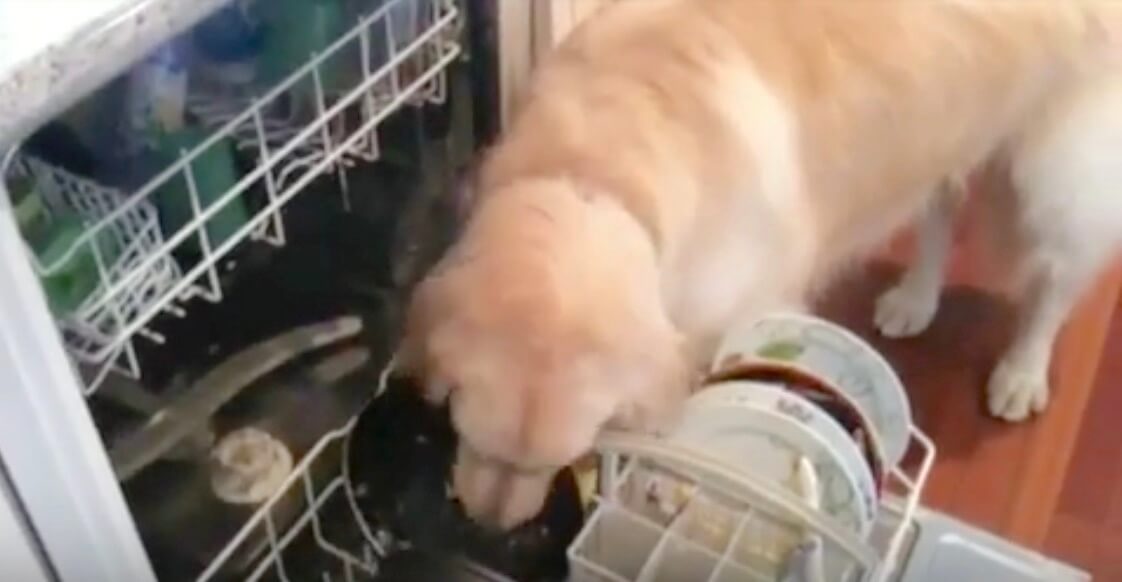 ゴールデンレトリーバー,動画