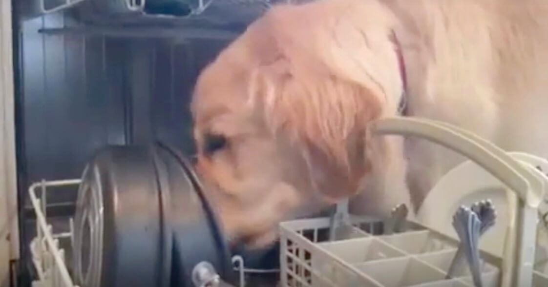 ゴールデンレトリーバー,動画