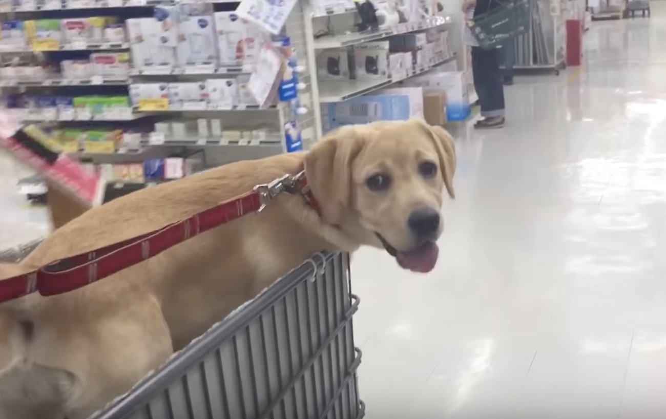 ラブラドールレトリーバー,動画