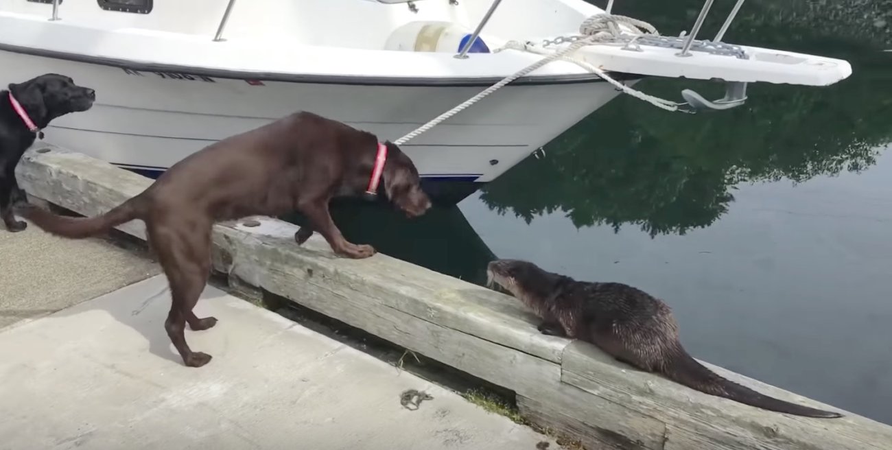 ラブラドールレトリーバー,動画