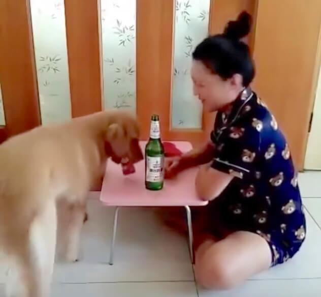 ゴールデンレトリーバー,動画