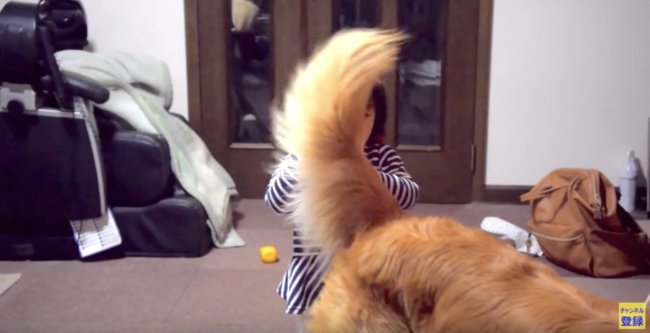 ゴールデンレトリーバー,動画