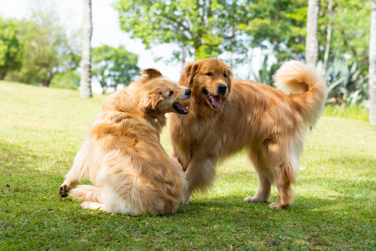 レトリーバー,喧嘩