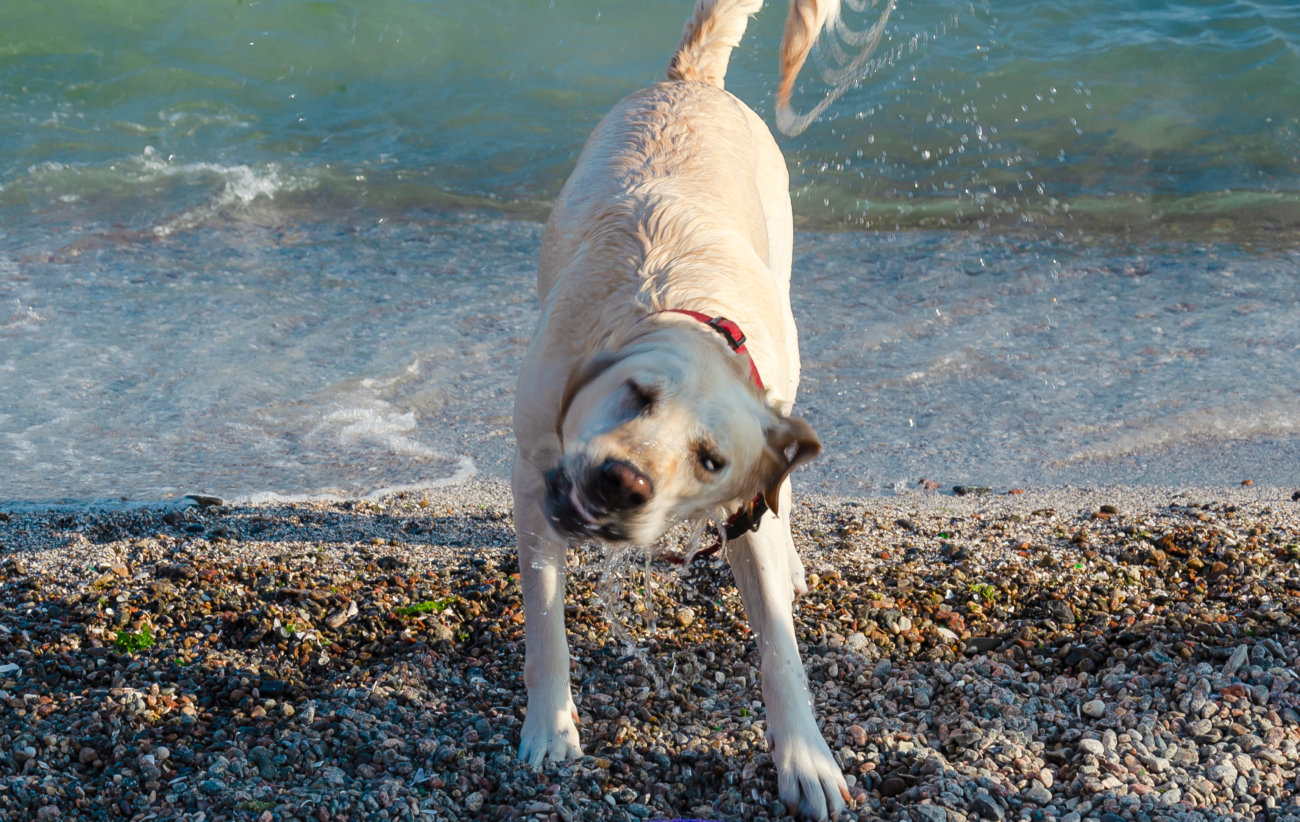 レトリーバー,マンボウやしろ