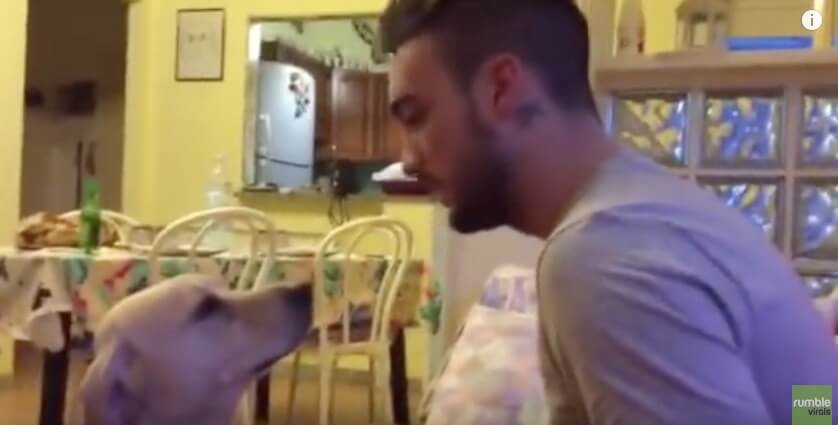 ラブラドールレトリーバー,動画