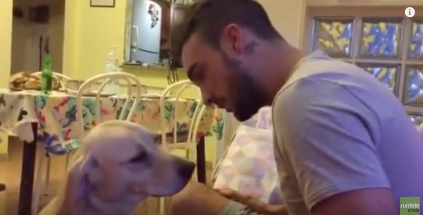 ラブラドールレトリーバー,動画