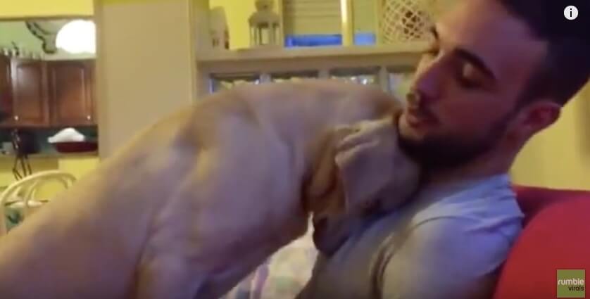 ラブラドールレトリーバー,動画