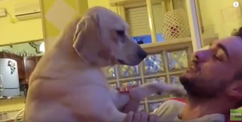 ラブラドールレトリーバー,動画