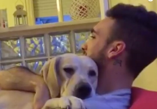 ラブラドールレトリーバー,動画