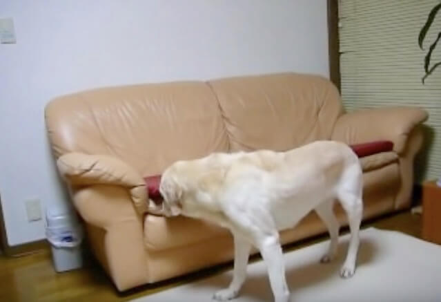 ラブラドールレトリーバー,動画