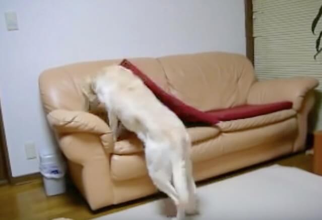 ラブラドールレトリーバー,動画