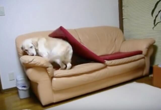 ラブラドールレトリーバー,動画