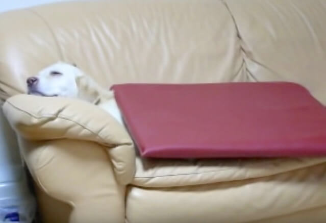 ラブラドールレトリーバー,動画