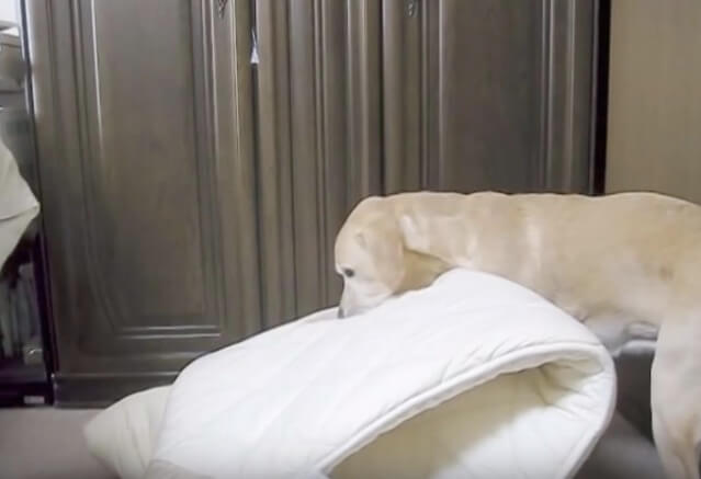 ラブラドールレトリーバー,動画