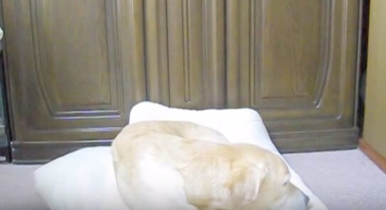 ラブラドールレトリーバー,動画