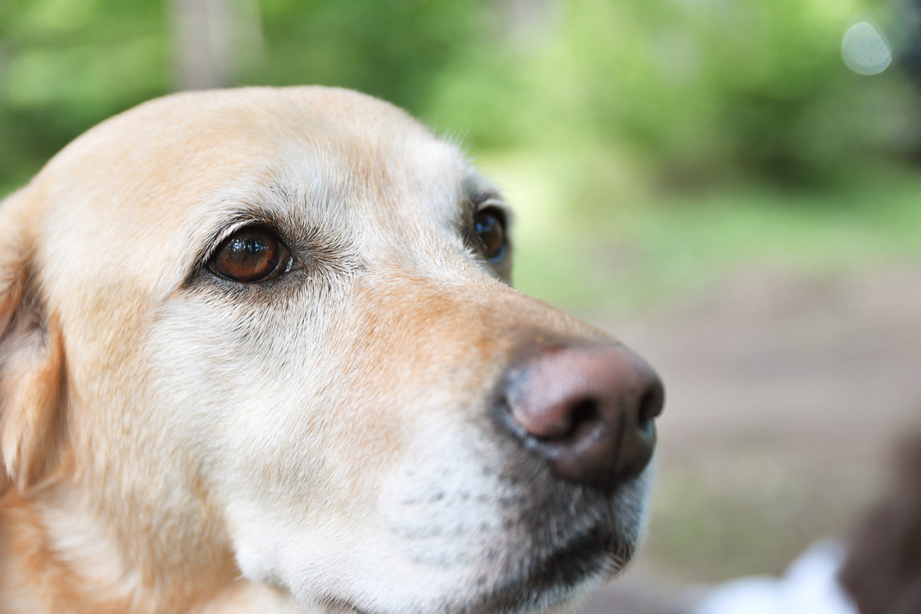 レトリーバー,健康