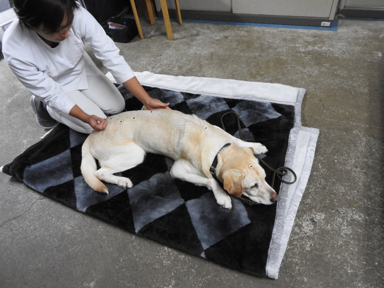 レトリーバー,健康