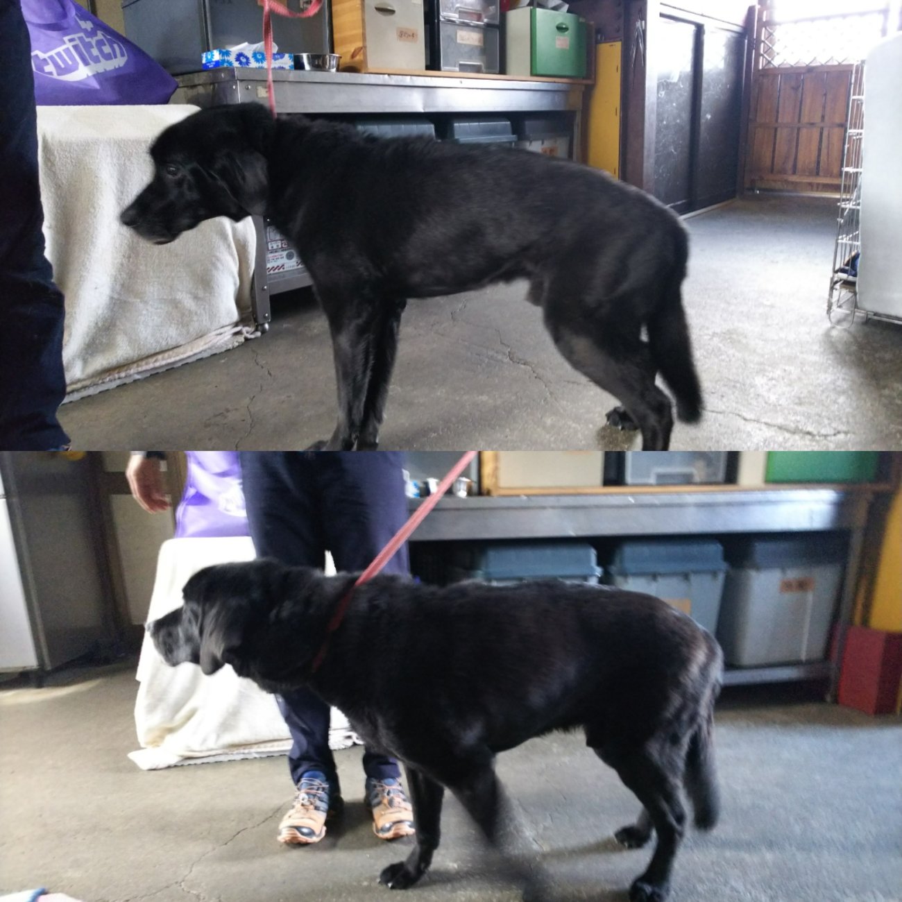 レトリーバー,健康