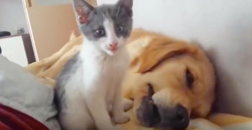 ゴールデンレトリーバー,動画