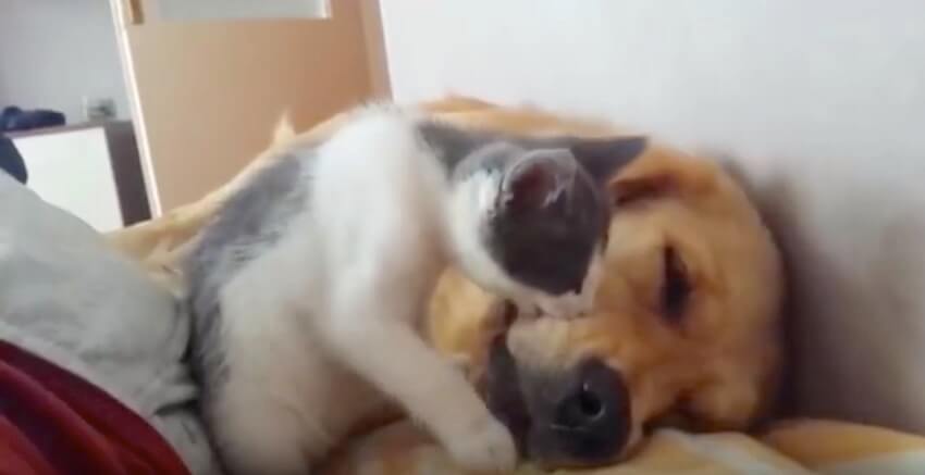 ゴールデンレトリーバー,動画