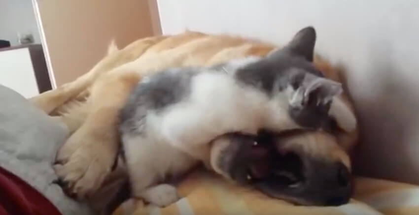 ゴールデンレトリーバー,動画